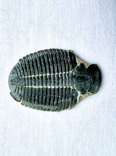 a fossil is shown on a white surface