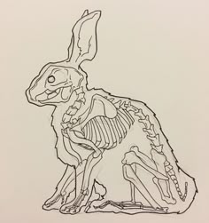 a black and white drawing of a rabbit skeleton