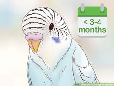 a close up of a bird with a calendar in the background