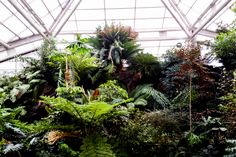 the inside of a greenhouse with lots of trees and plants growing on the side of it