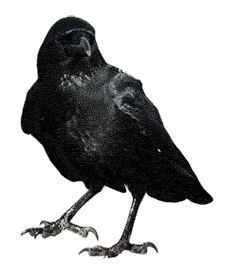 a large black bird standing on top of a white ground