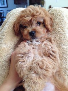 a small brown dog sitting on top of a person's lap next to a blanket