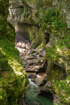 a river running through a lush green forest filled with lots of mossy rocks and trees