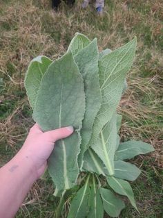 a person holding up a large leaf in the grass