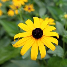 a yellow flower with black center surrounded by green leaves