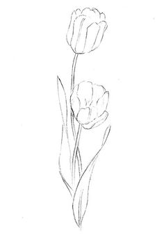 a drawing of two tulips on a white background, one is drawn in pencil