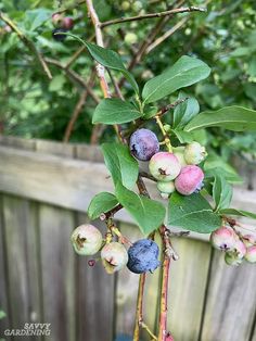 blueberries growing on the branch of a tree in front of a wooden fence with green leaves