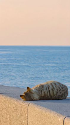 a cat laying on the edge of a concrete wall next to the ocean with it's eyes closed