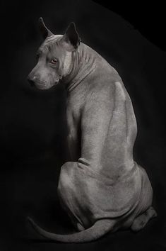 a hairless dog sitting on the ground in front of a black background