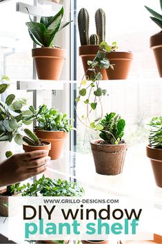 several different types of plants are shown in the window sill with text that reads diy window plant shelf