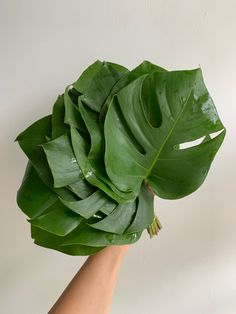 a person's hand holding up a large green leafy plant in front of a white wall