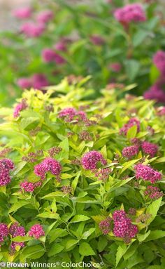 purple flowers are blooming in the garden