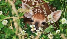 a young deer is hiding in the tall grass and flowers, looking at the camera