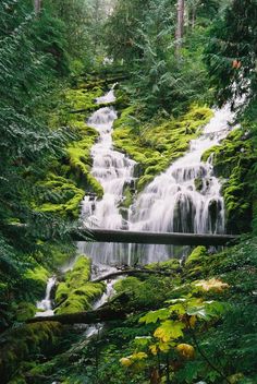 a small waterfall in the middle of a forest with lots of green moss growing on it