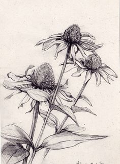 a drawing of two flowers on a white paper