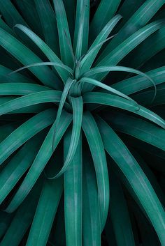 the top view of a large green plant