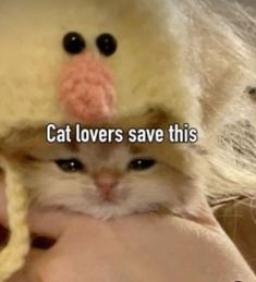 a cat wearing a duck hat with caption that reads, cats lovers save this