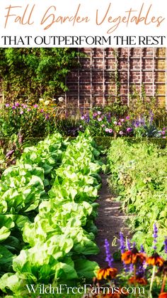 fall garden vegetables Onion Plant, Vegetable Garden Layout Design, Carrots Beets, Victory Gardens, Desert Gardening, Windowsill Garden, Rain Chains