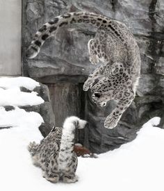 two snow leopards playing with each other in the snow