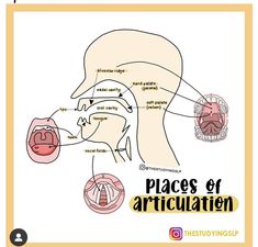 Myofunctional Therapy, Gross Anatomy, Right To Education, Speech Articulation