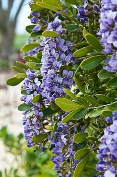 purple flowers are blooming on the tree