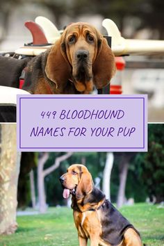 A colorful and playful pin showcasing two images related to Bloodhound names, featuring a dog on a surfboard to captivate interest and inspire pet owners in finding the perfect name.