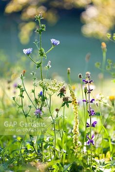 wildflowers and other flowers in the grass