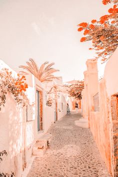 an alley way with white buildings and palm trees