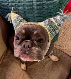 a small dog wearing a knitted hat