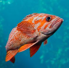 a close up of a fish in the water