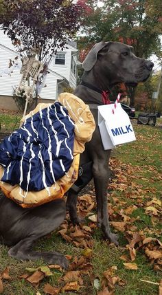 a dog wearing a backpack and holding a milk bottle in it's mouth while sitting on the grass