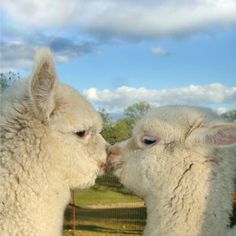 two white alpacas standing next to each other