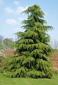 a large green tree sitting in the middle of a lush green field