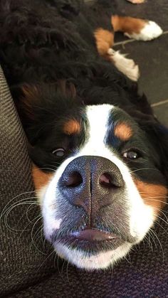 a dog is laying down on the floor with his nose hanging out and it's eyes closed