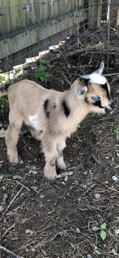 a baby goat standing in the dirt near a fence