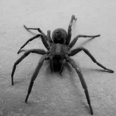 Spider Street Punk, Black Spider, Arachnids, Dark Photography, Number Two, Go Camping, Spiders, Black Aesthetic