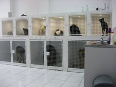 several dogs are in their kennels at the same time