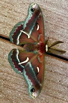 a close up of a butterfly on a wooden surface