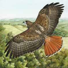 a painting of an eagle in flight over trees