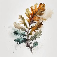 watercolor painting of an oak leaf and acorn sprouts on a white background