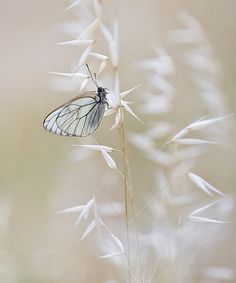 a white and black butterfly sitting on top of a dry grass plant in the sun