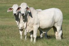 two white cows standing next to each other in a field