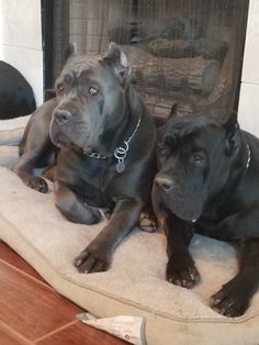 two large dogs laying on top of a dog bed in front of a fire place