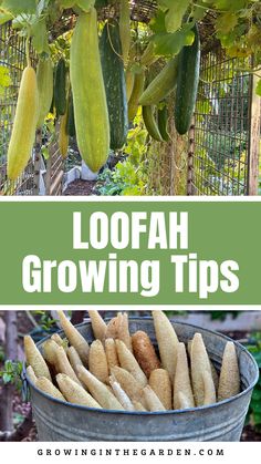 several different types of vegetables growing in a garden with text overlay that reads loofah growing tips