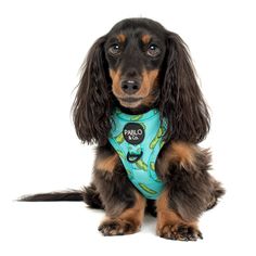 a brown and black dog wearing a blue bandana