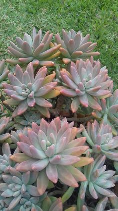 a bunch of pink and green plants in the grass with one plant growing out of it's center