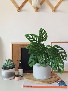 a potted plant sitting on top of a table next to books and other items