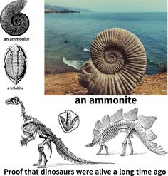 an ammonite that is standing next to the ocean and some other things in front of it