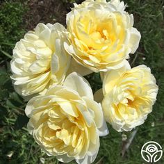 three yellow flowers are blooming in the garden