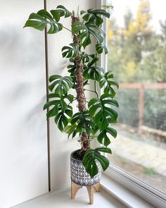 a potted plant sitting on top of a window sill next to a window